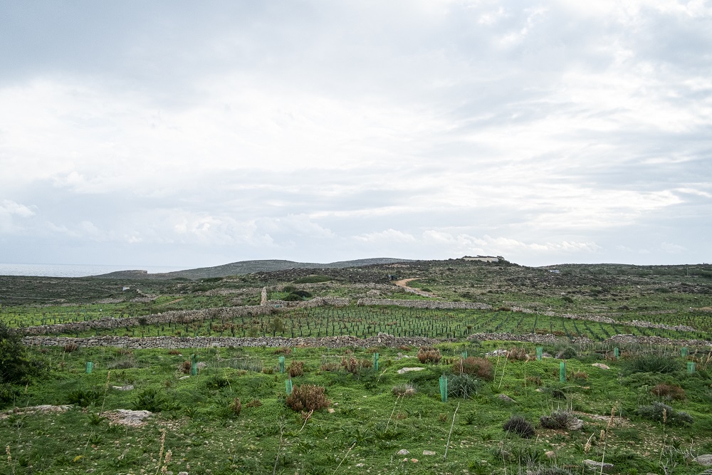 PRESS RELEASE BY THE MINISTRY FOR THE ENVIRONMENT, CLIMATE CHANGE AND PLANNING:  Habitat restoration projects in Comino ongoing