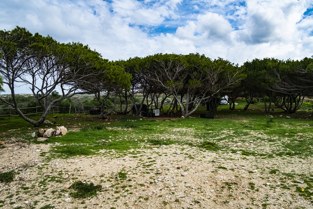 PRESS RELEASE BY THE MINISTRY FOR THE ENVIRONMENT, CLIMATE CHANGE AND PLANNING:  Habitat restoration projects in Comino ongoing