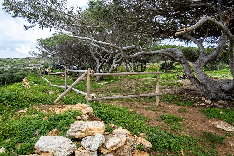 PRESS RELEASE BY THE MINISTRY FOR THE ENVIRONMENT, CLIMATE CHANGE AND PLANNING:  Habitat restoration projects in Comino ongoing