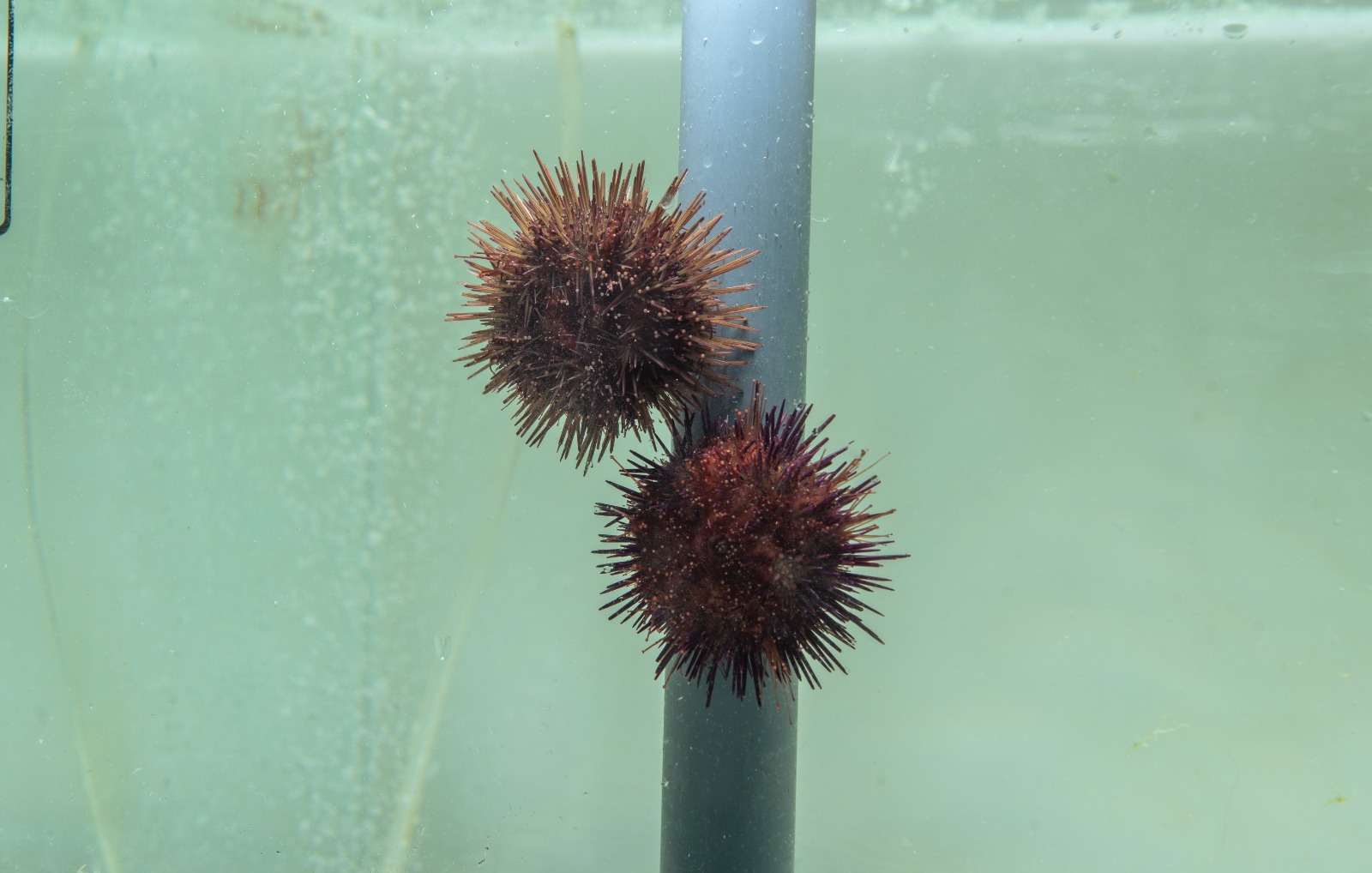 PRESS RELEASE BY THE MINISTRY FOR THE ENVIRONMENT, ENERGY AND ENTERPRISE AND THE PARLIAMENTARY SECRETARIAT FOR FISHERIES, AQUACULTURE AND ANIMAL RIGHTS Aquaculture project to increase the population of sea urchins in Maltese waters