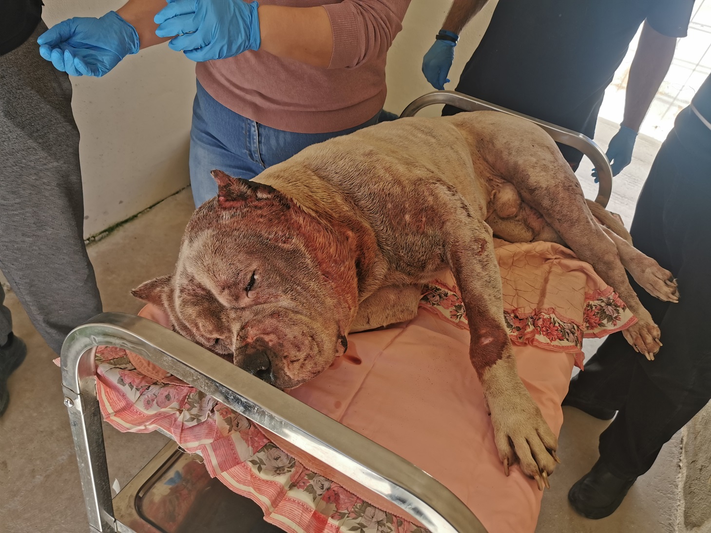 STQARRIJA MID-DIRETTORAT GĦAT-TRATTAMENT XIERAQ TAL-ANNIMALI Salvati 27 kelb immaltrattati minn residenza privata