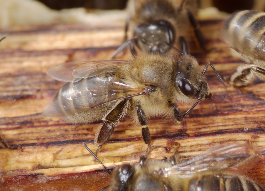 PRESS RELEASE BY THE MINISTRY FOR THE ENVIRONMENT, ENERGY AND THE REGENERATION OF THE GRAND HARBOUR AND THE MINISTRY FOR AGRICULTURE, FISHERIES AND ANIMAL RIGHTS Maltese honeybee declared national insect