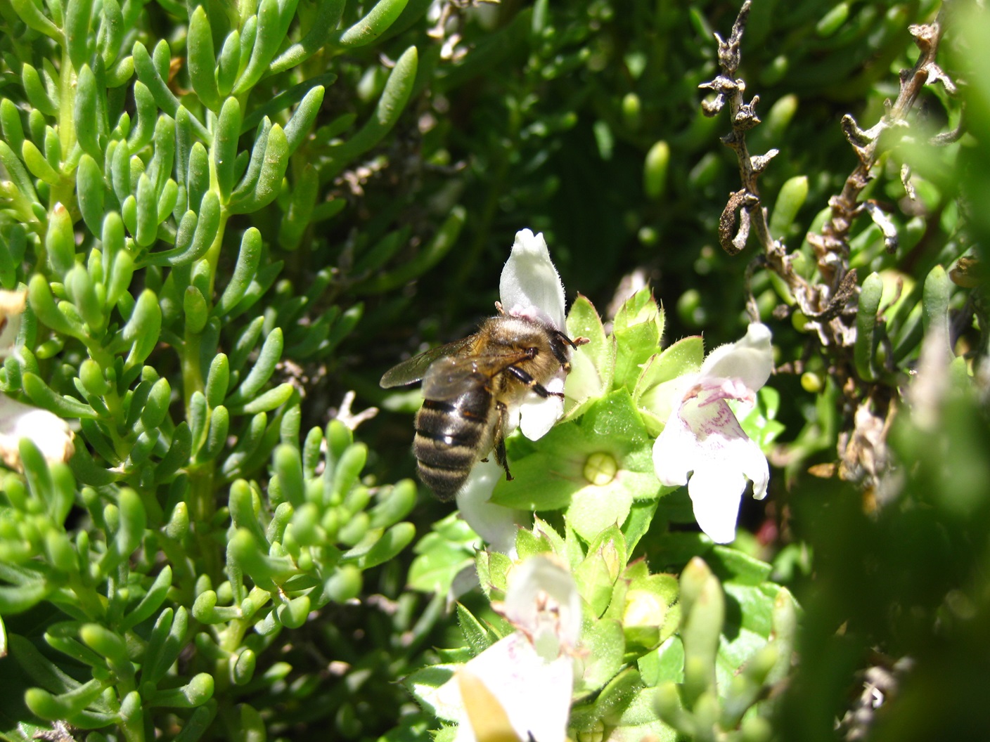 PRESS RELEASE BY THE MINISTRY FOR THE ENVIRONMENT, ENERGY AND THE REGENERATION OF THE GRAND HARBOUR AND THE MINISTRY FOR AGRICULTURE, FISHERIES AND ANIMAL RIGHTS Maltese honeybee declared national insect