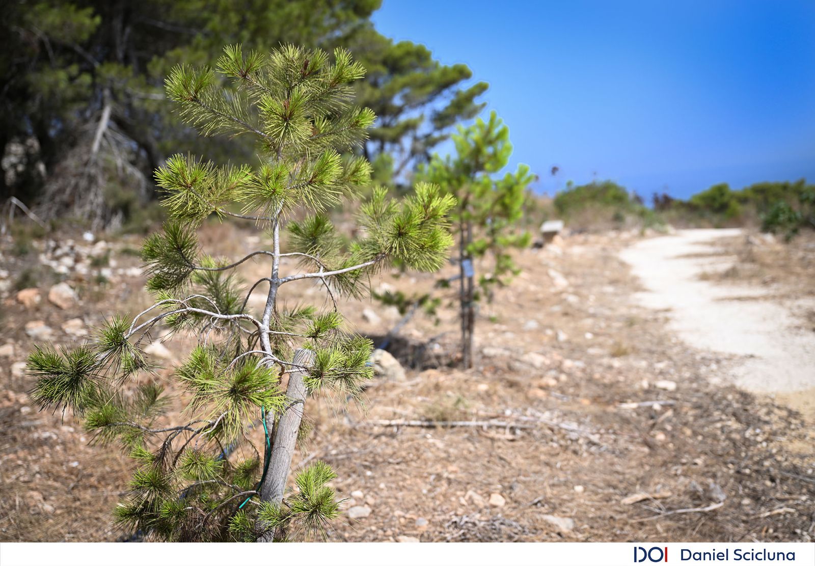 PRESS RELEASE BY THE MINISTRY FOR ENERGY, THE ENVIRONMENT AND THE REGENERATION OF THE GRAND HARBOUR Madliena woodland granted Tree Protection Area status